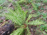 Polystichum braunii 2, Saxifraga-Rutger Barendse