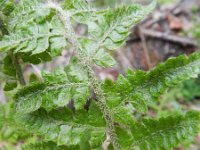 Polystichum braunii 3, Saxifraga-Rutger Barendse