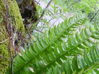 Polystichum lonchitis 11, Lansvaren, Saxifraga-Rutger Barendse