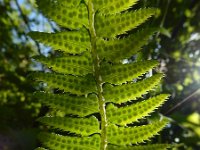 Polystichum lonchitis 14, Lansvaren, Saxifraga-Ed Stikvoort