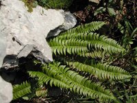 Polystichum lonchitis 3, Lansvaren, Saxifraga-Jasenka Topic