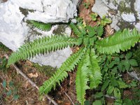 Polystichum lonchitis 4, Lansvaren, Saxifraga-Jasenka Topic