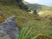 Polystichum lonchitis 6, Lansvaren, Saxifraga-Ed Stikvoort