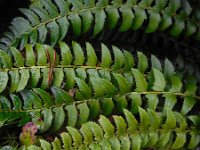 Polystichum lonchitis 8, Lansvaren, Saxifraga-Ed Stikvoort