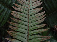 Polystichum munitum 10, Zwaardvaren, Saxifraga-Ed Stikvoort