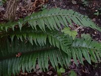 Polystichum munitum 2, Zwaardvaren, Saxifraga-Ed Stikvoort