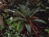 Polystichum munitum 5, Zwaardvaren, Saxifraga-Ed Stikvoort