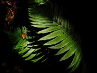 Polystichum munitum 7, Zwaardvaren, Saxifraga-Ed Stikvoort