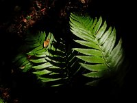 Polystichum munitum 8, Zwaardvaren, Saxifraga-Ed Stikvoort