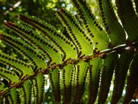 Polystichum munitum 9, Zwaardvaren, Saxifraga-Ed Stikvoort