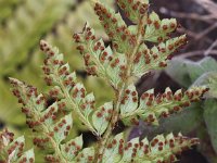 Polystichum polyblepharum 2, Glansschildvaren, Saxifraga-Peter Meininger