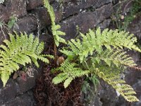 Polystichum polyblepharum 3, Glansschildvaren, Saxifraga-Peter Meininger