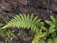 Polystichum polyblepharum 6, Glansschildvaren, Saxifraga-Peter Meininger