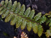 Polystichum polyblepharum 7, Glansschildvaren, Saxifraga-Ed Stikvoort