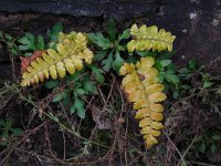 Polystichum polyblepharum 8, Glansschildvaren, Saxifraga-Ed Stikvoort