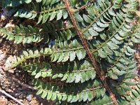 Polystichum setiferum 3, Zachte naaldvaren, Saxifraga-Jasenka Topic