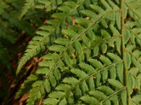 Polystichum setiferum 5, Zachte naaldvaren, Saxifraga-Ed Stikvoort