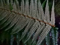 Polystichum setiferum 8, Zachte naaldvaren, Saxifraga-Ed Stikvoort