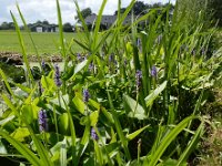 Pontederia cordata 2, Moerashyacint, Saxifraga-Ed Stikvoort