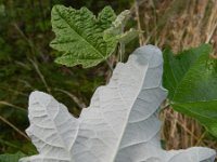 Populus alba 2, Witte abeel, Saxifraga-Rutger Barendse