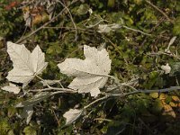 Populus alba 4, Witte abeel, Saifraga-Jan van der Straaten