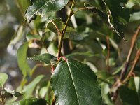 Populus trichocarpa 2, Zwarte balsempopulier, Saxifraga-Peter Meininger