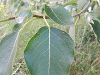 Populus trichocarpa 4, Zwarte balsempopulier, Saxifraga-Rutger Barendse