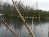 Populus x canadensis 2, Canadapopulier, Saxifraga-Rutger Barendse