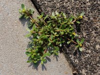 Portulaca oleracea 16, Postelein, Saxifraga-Ed Stikvoort