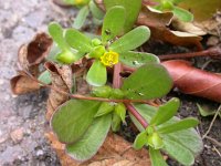 Portulaca oleracea 2, Postelein, Saxifraga-Peter Meininger