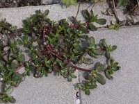 Portulaca oleracea 4, Postelein, Saxifraga-Peter Meininger