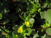 Portulaca oleracea 5, Postelein, Saxifraga-Rutger Barendse