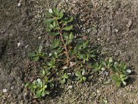 Portulaca oleracea 6, Postelein, Saxifraga-Peter Meininger