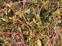 Portulaca oleracea 7, Postelein, Saxifraga-Peter Meininger