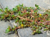 Portulaca oleracea 8, Postelein, Saxifraga-Ed Stikvoort