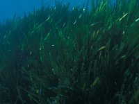 Posidonia oceanica 4, Saxifraga-Eric Gibcus