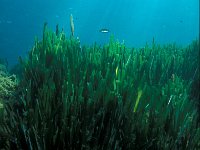 Posidonia oceanica 5, Saxifraga-Eric Gibcus