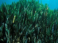 Posidonia oceanica 6, Saxifraga-Eric Gibcus