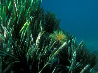 Posidonia oceanica 8, Saxifraga-Eric Gibcus