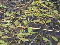 Potamogeton alpinus 8, Rossig fonteinkruid, Saxifraga-Peter Meininger