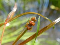 Potamogeton berchtoldii 3, Klein fonteinkruid, Saxifraga-Rutger Barendse