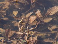 Potamogeton coloratus 6, Weegbreefonteinkruid, Saxifraga-Peter Meininger