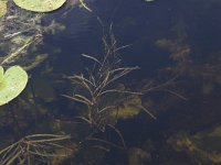 Potamogeton compressus 2, Plat fonteinkruid, Saxifraga-Peter Meininger