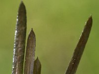 Potamogeton compressus 4, Plat fonteinkruid, Saxifraga-Peter Meininger