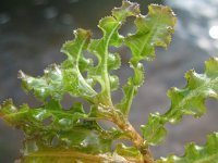 Potamogeton crispus 2, Gekroesd fonteinkruid, Saxifraga-Rutger Barendse