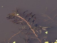 Potamogeton crispus 3, Gekroesd fonteinkruid, Saxifraga-Peter Meininger