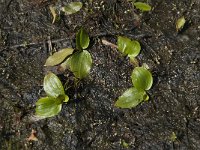 Potamogeton gramineus 2, Ongelijkbladig fonteinkruid, Saxifraga-Jan van der Straaten