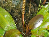 Potamogeton nodosus 10, Rivierfonteinkruid, Saxifraga-Branko Bakan