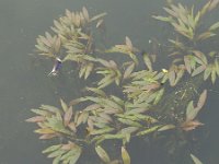 Potamogeton nodosus 15, Rivierfonteinkruid, Saxifraga-Rutger Barendse