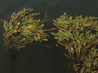 Potamogeton nodosus 4, Rivierfonteinkruid, Saxifraga-Rutger Barendse